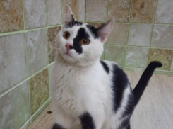 Черно-белый кот ищет для себя новую семью