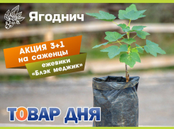 Товар дня! 3+1 на саженцы ежевики в «Ягодниче»