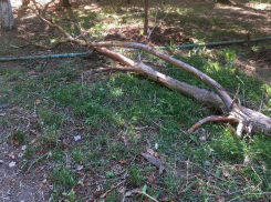 Срубленное дерево и куча веток заполонили территорию возле детской поликлиники в Волжском