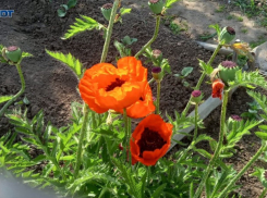 Солнце не порадует волжан в это воскресенье: прогноз погоды