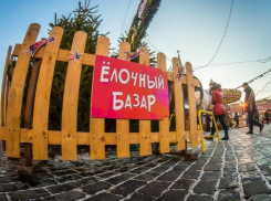 Топ советов от «Блокнота»: выбираем «правильную» ель на Новый год