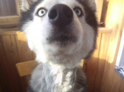 Сезон открыт: Волжский атаковали клещи