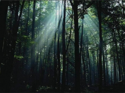 Трое жителей Волгоградской области закопали 28-летнего парня в лесу