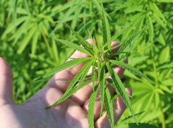 Шесть тысяч растений уничтожили в ходе операции «Мак»