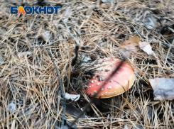 Какие грибы растут в Волгоградской области и когда настанет время тихой охоты