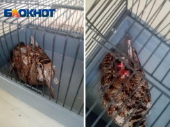 Замученная птица с оторванным хвостом скончалась на руках зоозащитников в Волжском