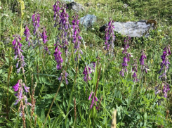 Семена уникальных растений будут посажены в Волжской оранжерее
