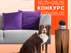 В главных ролях — ваши домашние любимцы: конкурс от «Ростелекома»