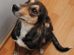 Волжан просят помочь найти пропавшую собаку Эльзу