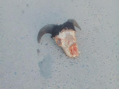 Темная магия процветает: череп барана напугал жителей Средней Ахтубы