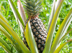 «Не тупить и не глючить»: в день компьютерного глюка волжане не будут унывать