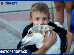 Дог-шоу: в Волжском прошла акция «Лапа добра»