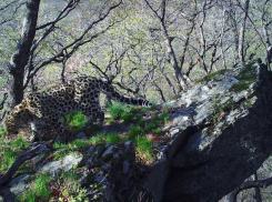 Ученые обнаружили скалу из мультфильма «Король лев»