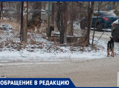 Волжанка жалуется на стаи собак рядом с домом