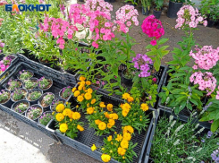 Пришла пора засаживать огород? Посевной календарь на апрель 2023 для жителей Волжского