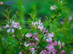 Солнечный и жаркий день будет в воскресенье в Волжском