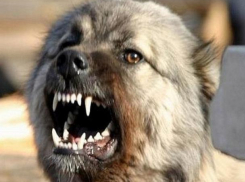 В Волжском установили карантин по бешенству