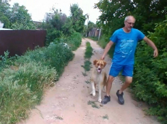 В Волжском дачник спровоцировал нападение собаки и публично обвинил владельца животного