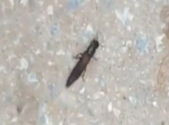 Зима похожая на осень пробудила огромных насекомых в Волжском