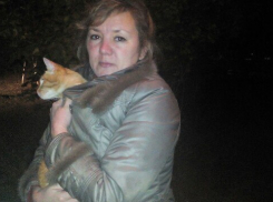 В Волжском спасенному коту, который трое суток просидел на дереве, сразу нашли хозяйку