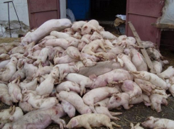 Больную африканской чумой свинью обнаружили в Среднеахтубинском районе