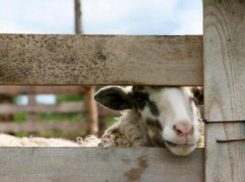 Оголодавшие собутыльники украли овцу