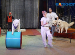 Всего три представления большого российского цирка «Аэробус»! Успейте посетить!!!