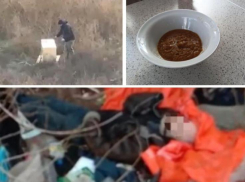 Два трупа за 3 дня, помои в школьных столовых и убийство собак: главные новости недели в Волжском