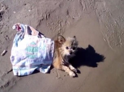 Волжанка Мася продемонстрировала, как четвероногие должны отдыхать на рыбалке 