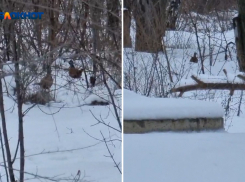В перелеске в Волжском водятся фазаны: видео