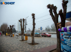 Тысячу молодых деревьев планируют высадить этой весной в Волжском