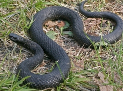 В Волжском в загородном лагере ребенка укусила гадюка