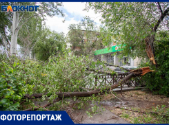 Ночной ураган в Волжском: поваленные деревья, оборванные провода и разрушения
