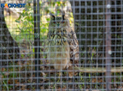 Ночной охотник в Волжском ест серых крыс и ухает в брачный период