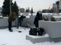 В Волжском в 20-градусные морозы занялись озеленением центра города