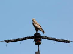 В окрестностях Волжского установили птицезащитные устройства