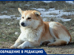 «По улицам страшно идти, примите меры»: в поселке в Волжском бездомные нападают на детей и взрослых