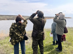 Жителей региона зовут стать волонтерами-орнитологами