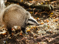 Волжанам разрешили охотится на барсука