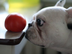 В колонии под Волгоградом служебной собаке не понравилась начинка помидоров