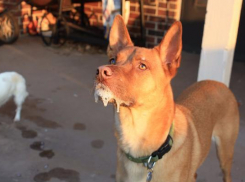 Волжан предостерегли от бешенства - смертельной инфекцией заражены даже коровы