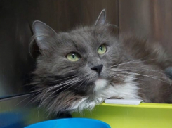 У нее виднелась кость: после 2-х операций кошечка готова отправиться в семью в Волжском