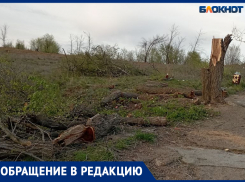 Спилили единственное дерево у пляжа: жители Волжского недовольны убийством зеленого фонда
