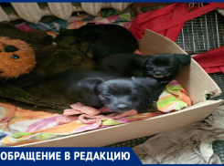 Волжанка ищет любящих хозяев для маленьких щенят