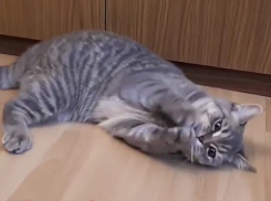 Кошечка-чистюля из Волжского показала мастер-класс по обращению с зубочисткой