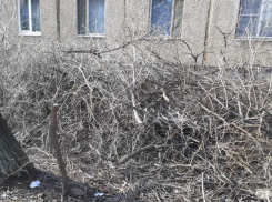 Обрезанные ветки с наступлением весны «захватили» Волжский