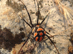 В Волжском тревожные сообщения о нападении каракуртов не подтвердились