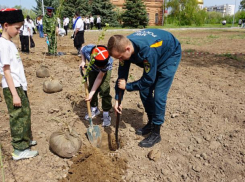 В Волжском посадили символ Победы: парк украсил клон легендарного тополя