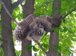 Милого пернатого филина отбил от ворон волжанин