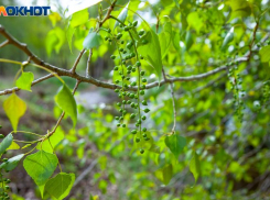 Запреты и традиции в День Илариона 10 апреля 2024 